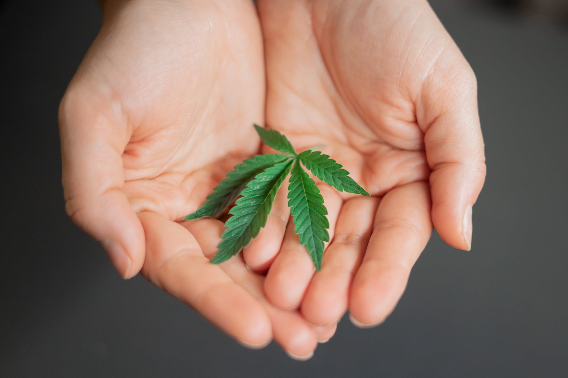 photo of cannabis on person s hand