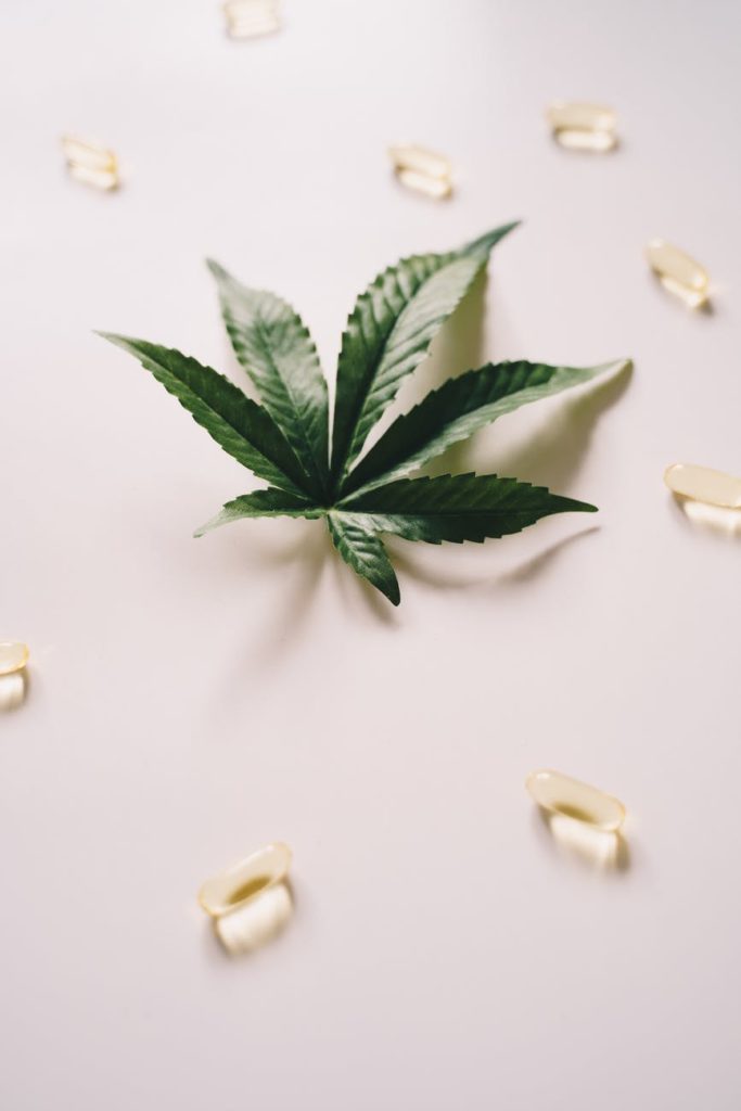 green leaves on white surface