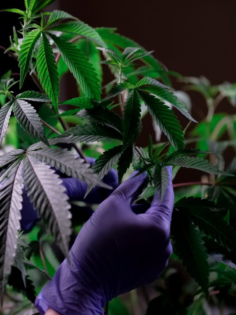 photo of person touching cannabis plants