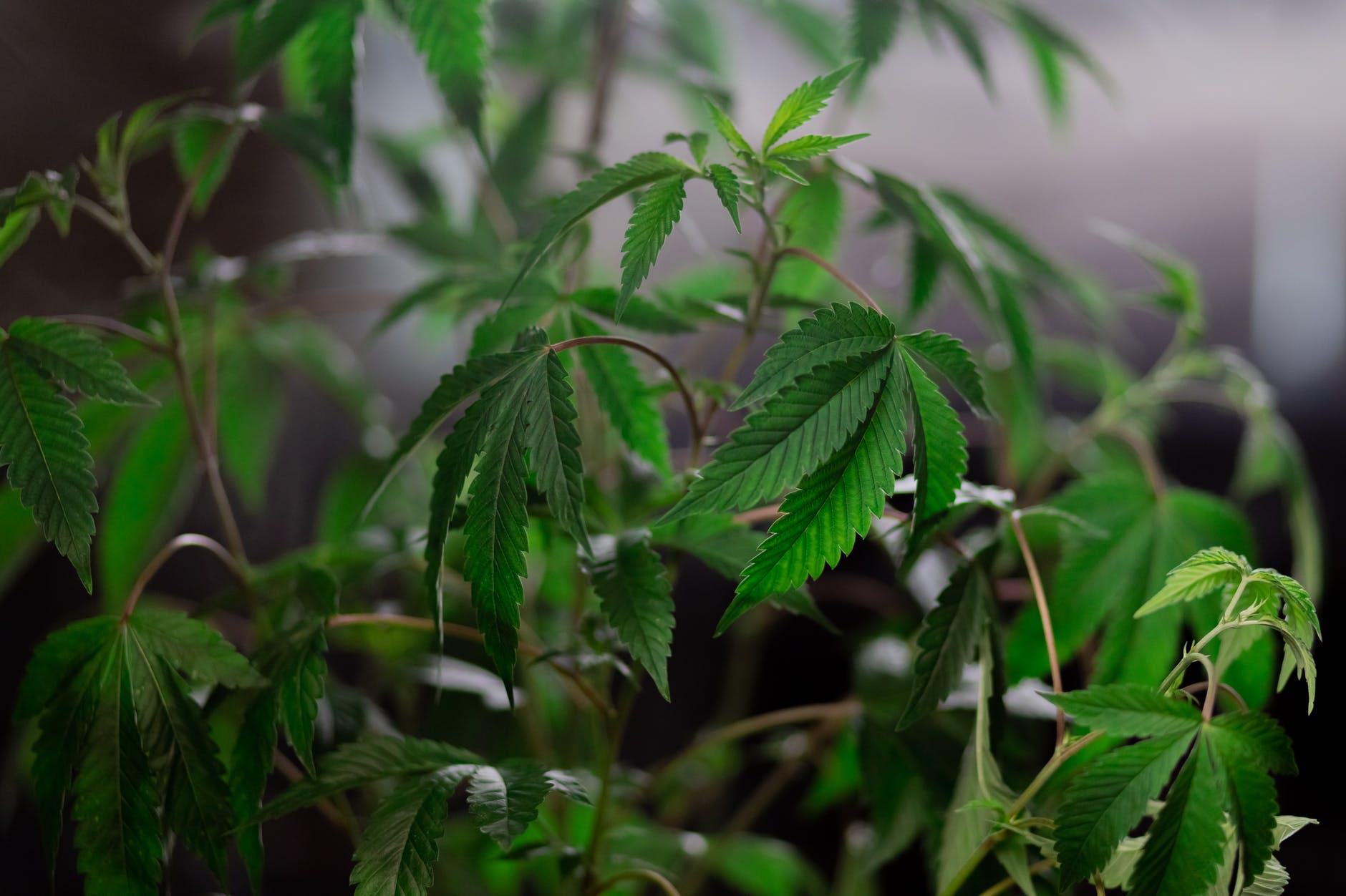 close up photo of marijuana plant