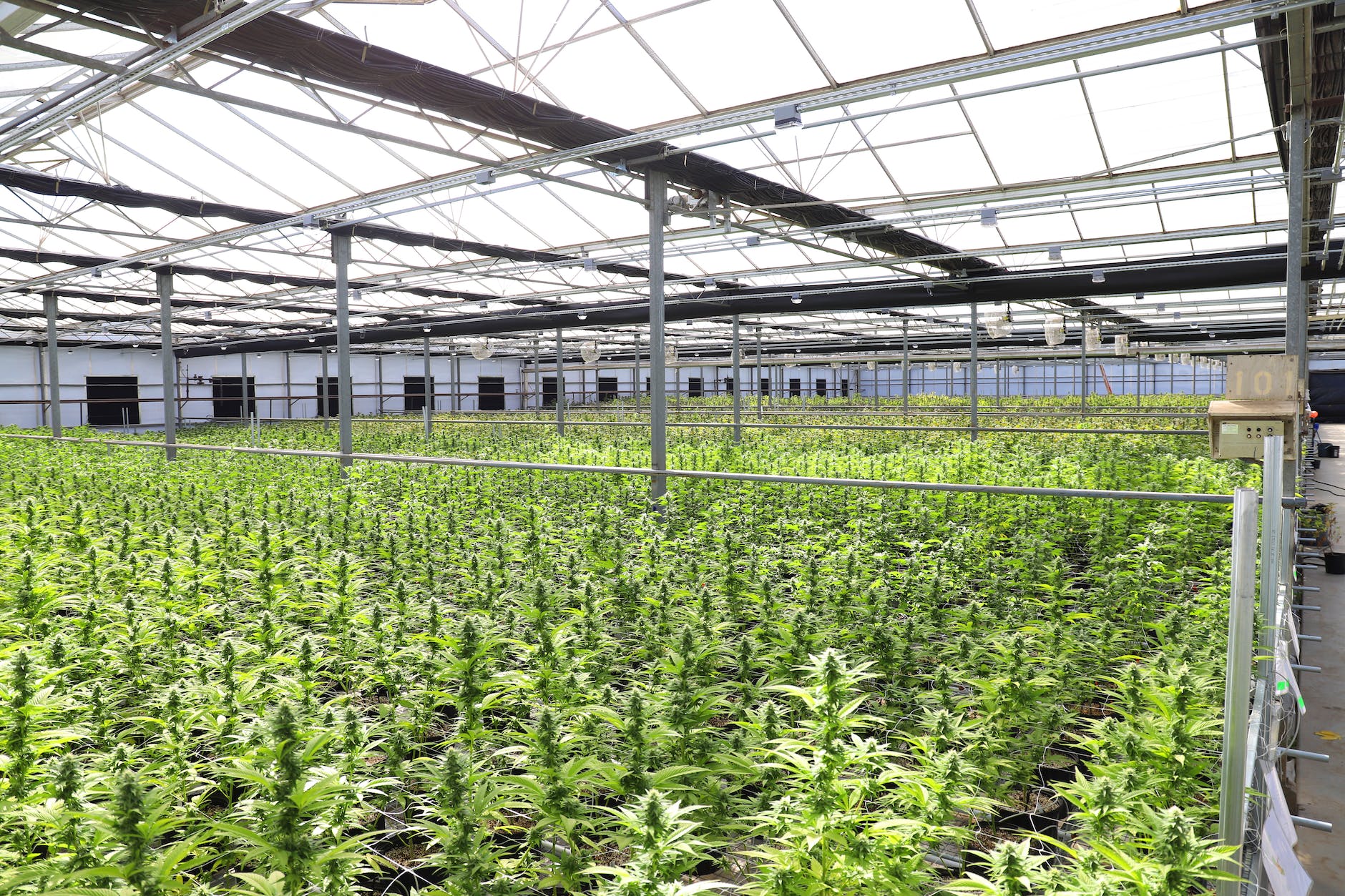 green plants inside greenhouse